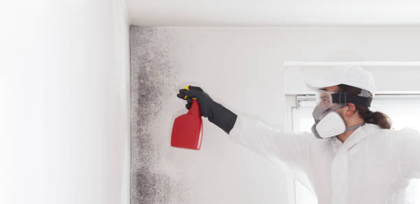 Best DIY Mold Remediation Support Services in Forest Heights, MD