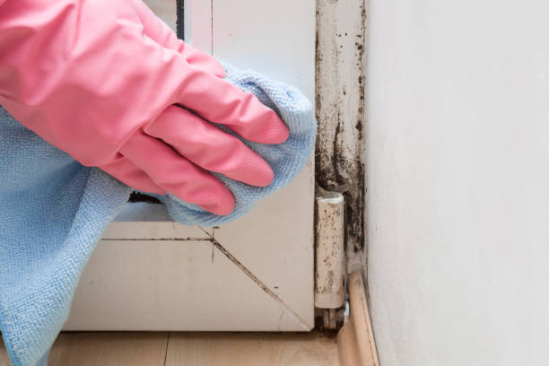 Forest Heights, MD Mold Remediation Company